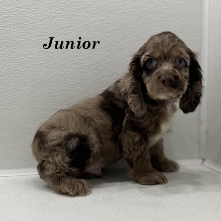 puppy, for, sale, Cocker Spaniel, Joe & Cherri  Overlease, dog, breeder, Miller, MO, dog-breeder, puppy-for-sale, forsale, nearby, find, puppyfind, locator, puppylocator, aca